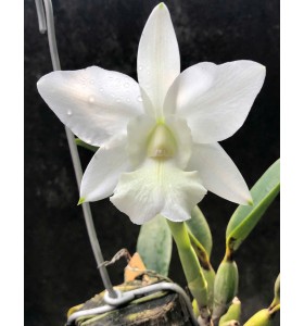 Lc. Aloha case alba 