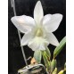 Lc. Aloha case alba 