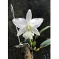 Lc. Aloha case alba 