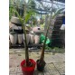 CÂY CHUỐI BÀN TAY PHẬT – GIỐNG CHUẨN