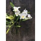 L. Anceps alba x  L. Rubescenes alba