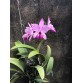 L. Anceps x Pot. Tokyo Magic  " Flash "