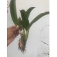 L. Anceps x Pot. Tokyo Magic  " Flash "