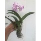 L. Anceps x Pot. Tokyo Magic  " Flash "