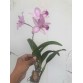 L. Anceps x Pot. Tokyo Magic  " Flash "
