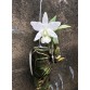 Lc. Aloha case alba 