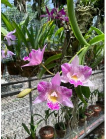 Caulocattleya Newberry Pink Splash