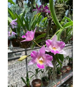 Caulocattleya Newberry Pink Splash