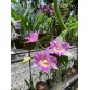 Caulocattleya Newberry Pink Splash