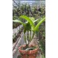 Caulocattleya Newberry Pink Splash