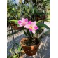 Caulocattleya Newberry Pink Splash