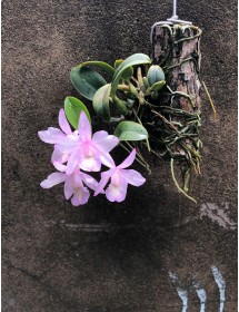 C. Nobilior x Sc. Kirit Subo