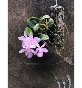 C. Nobilior x Sc. Kirit Subo