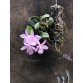 C. Nobilior x Sc. Kirit Subo