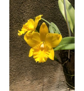 Mini v&agrave;ng Nhật ( c&oacute; h&agrave;ng lại - chỉ v&agrave;i hướng )