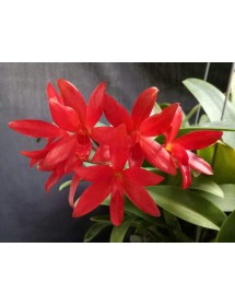 Lc. Rojo " Santa Baarbara "