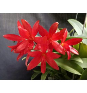 Lc. Rojo " Santa Baarbara "
