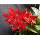 Lc. Rojo " Santa Baarbara "