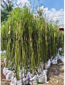 C&Acirc;Y TR&Uacute;C CẦN C&Acirc;U XANH