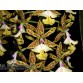 Epi. stamfordianum
