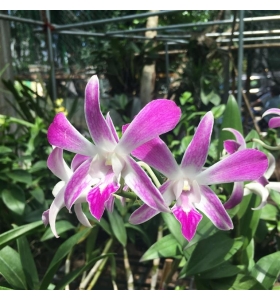 DENDRO NẮNG 4N NEW