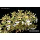 Epi. stamfordianum