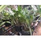 Epi. stamfordianum
