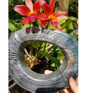 Dây cột lan màu đen nhựa mềm - loại TỐT