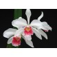 C. Purity 'Whitlow' x L. lobata v coerulea 'Maria Christina'