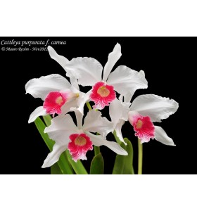 L. purpurata carnea &lsquo;Rosa Cereja&rsquo; nhập Brazil &ndash; Lưỡi đậm cực đẹp - TG