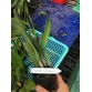 Cattleya purpurata f. carnea