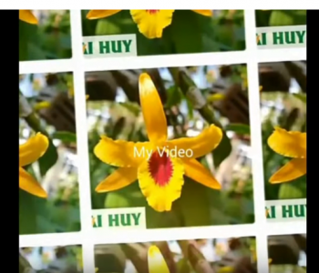 Dòng lan có màu CAM thuần nhất trong các loại lan