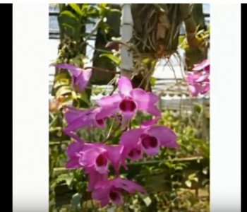 Hiếm thấy loại lan mập thân thế này!
