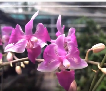 Cùng chiêm ngưỡng vẻ đẹp của hoa lan Hồ Điệp Mỏ Neo