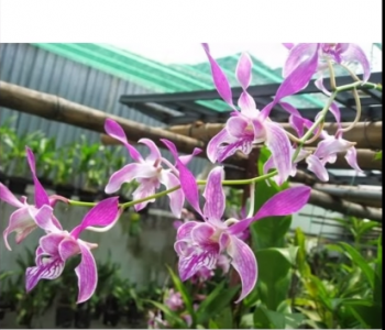 6 dòng lan Đình Đám 1 Thời nhưng vẫn được người chơi lan Ưa Chuộng